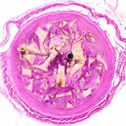 Histology image
